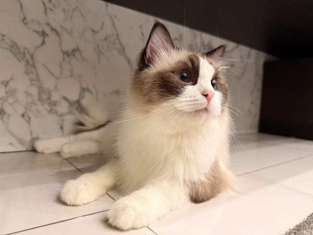 Bubu the ragdoll cat sitting on tiled floor